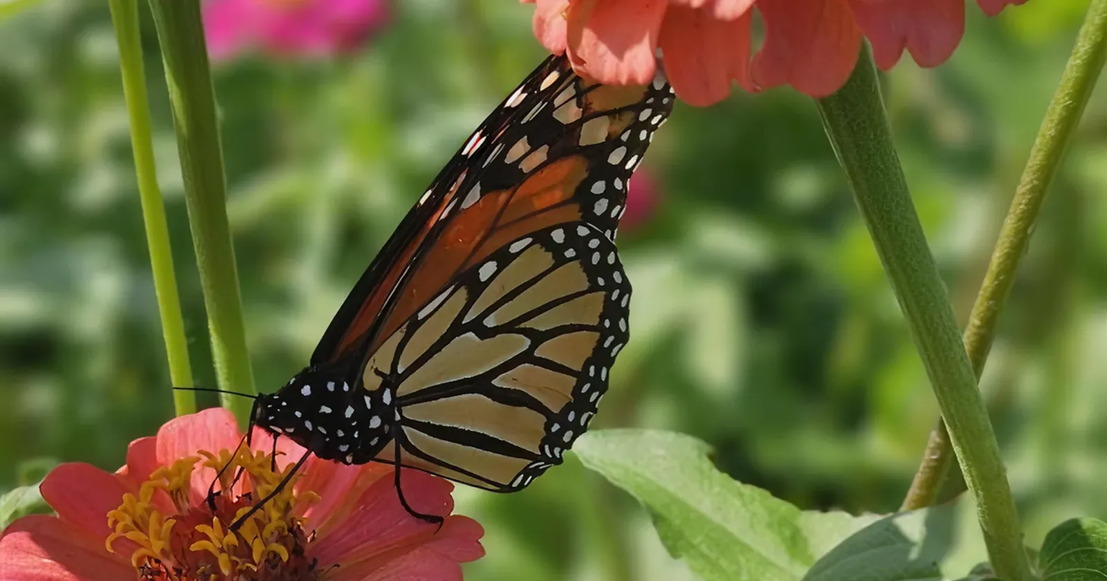 A butterfly visiting flowers at Simple Promise Farms.