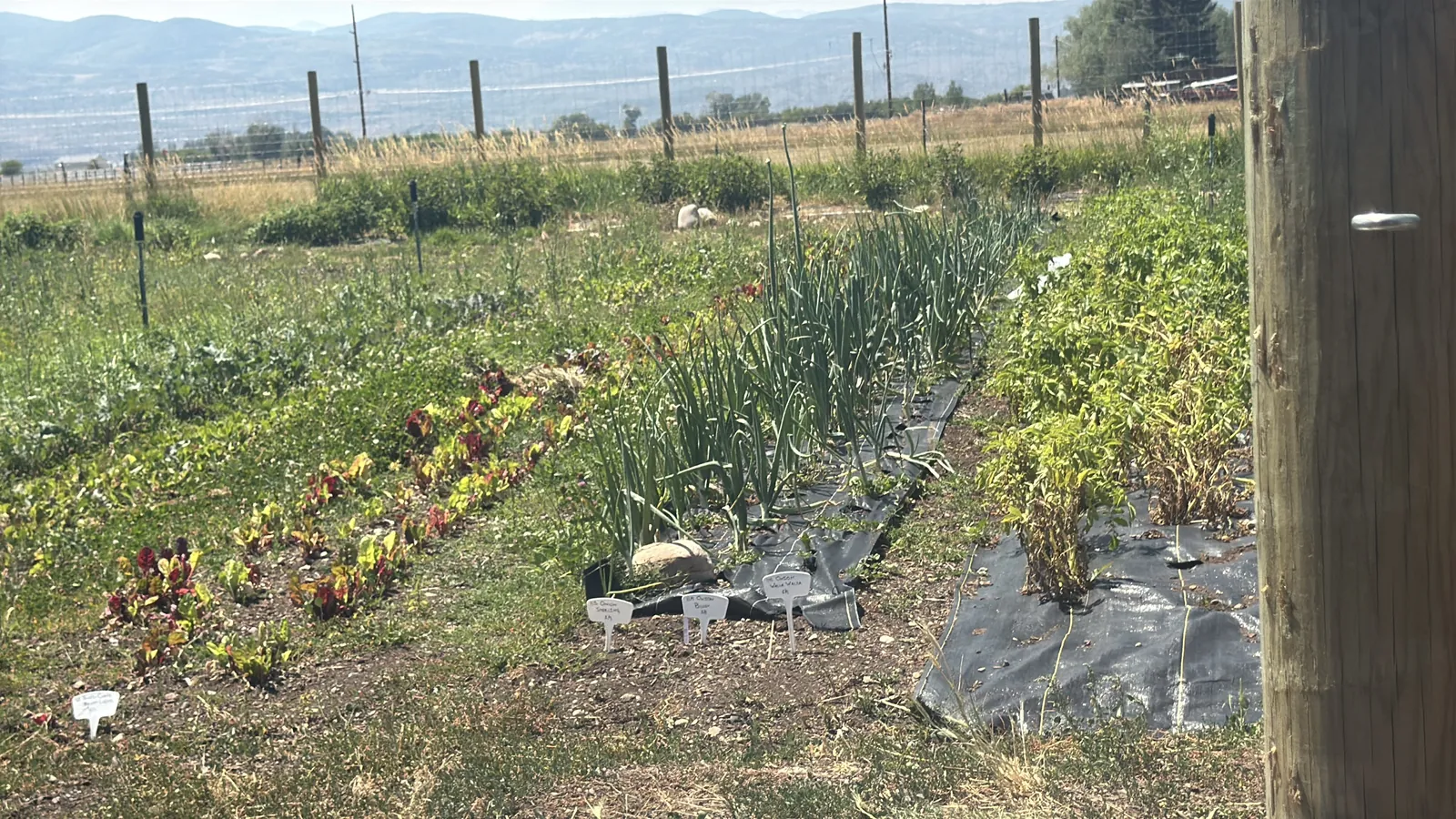 Outdoor vegetable rows seen from a greenhouse at Splendor Valley Farms.
