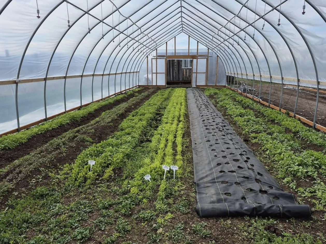 Inside the greenhouse