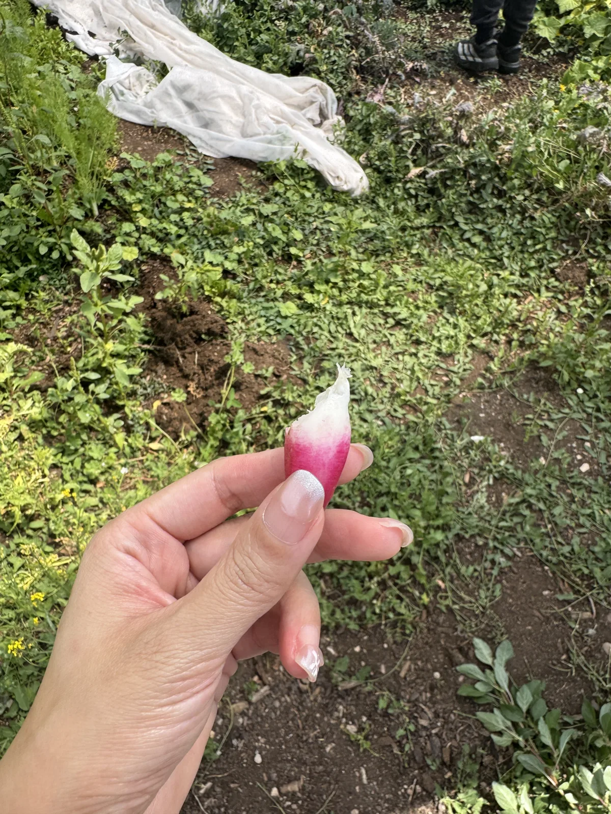 A freshly picked radish