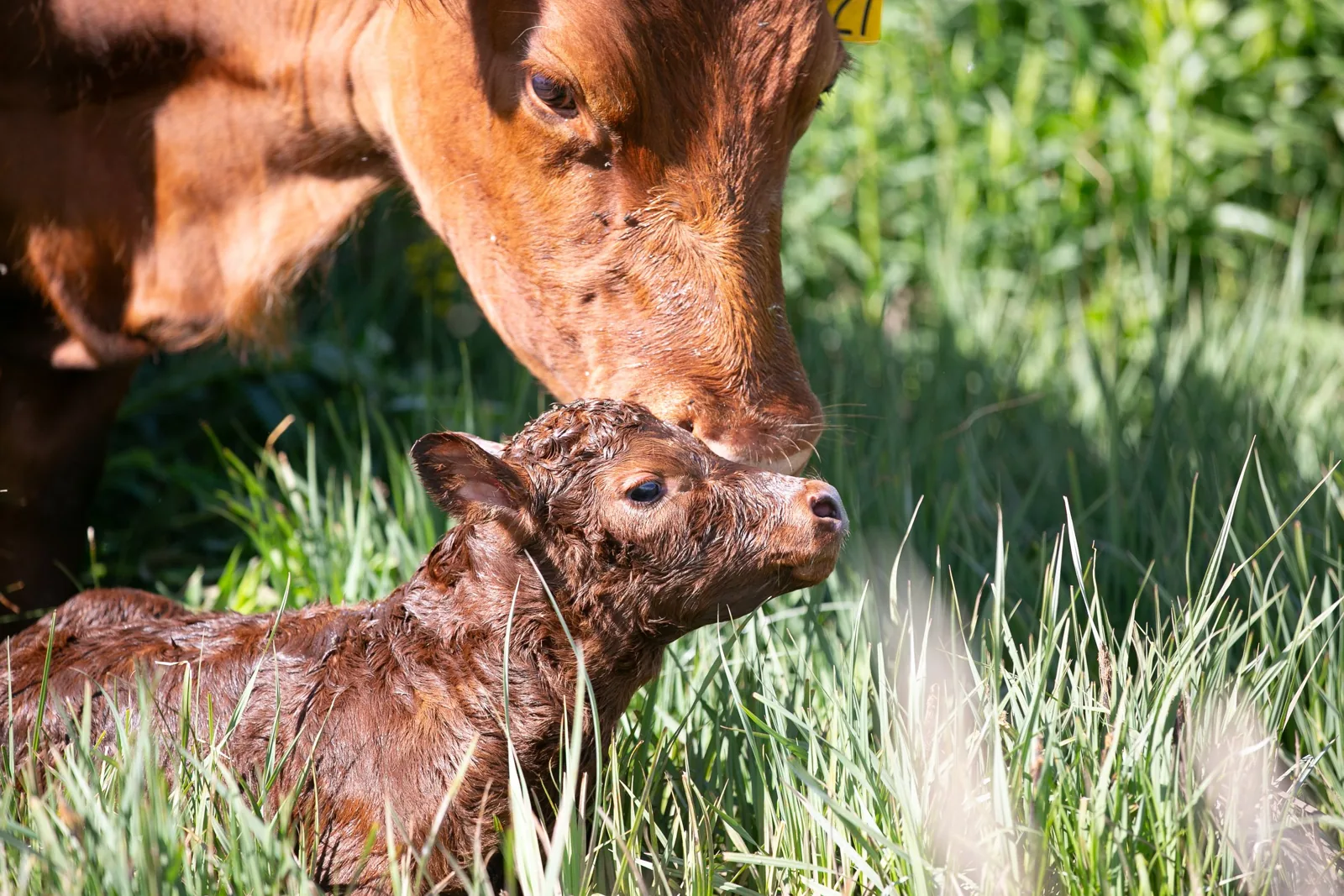 A cow and calf in the grass