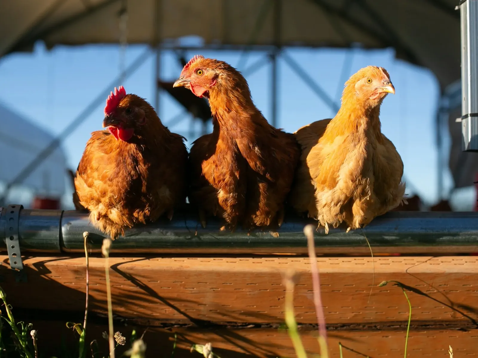 Chickens at 3 Springs Land & Livestock.