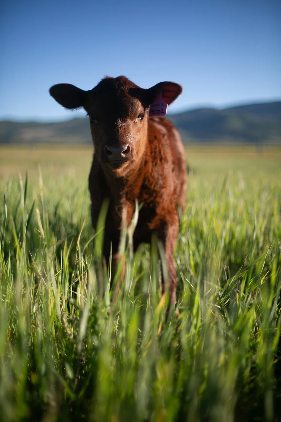 A cow in the pasture